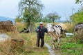 Farmer with cows on a green field Royalty Free Stock Photo