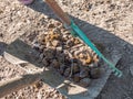 Farmer crearing big dung from a horse on ground Royalty Free Stock Photo