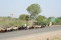 Farmer crosses the road with his flock of sheeps