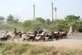 Farmer crosses the road with his flock of sheeps