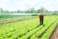 Farmer cultivates a carrot plantation. Cultivating soil. Loosening earth to improve access water and air to roots of plants.