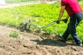 Farmer cultivates a carrot plantation. Cultivating soil. Removing weeds and grass. Loosening earth to improve access water and air