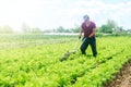 Farmer cultivates a carrot plantation. Cultivating soil. Removing weeds and grass. Loosening earth to improve access water and air