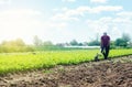 Farmer cultivates a carrot plantation. Land soil cultivation. Loosening earth to improve land quality. Removing weeds and grass.