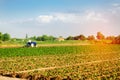 The farmer cultivates the field with a tractor. Agriculture, vegetables, organic agricultural products, agro-industry. farmlands.