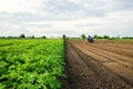 The farmer cultivates half of the field. Harvesting and destruction of tops after harvest. Freeing up the area for a new harvest Royalty Free Stock Photo