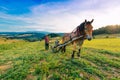 Farmer cultivates the soil with a horse in a mountainous area