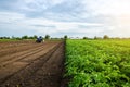 A farmer cultivates the soil on the site of an already harvested potato. Milling soil, crushing before cutting rows. Farming