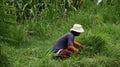 A farmer is currently cutting grass to feed livestock in a field