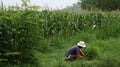 A farmer is currently cutting grass to feed livestock in a field