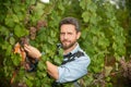 farmer cut grapevine. vinedresser cutting grapes bunch. male vineyard owner. Royalty Free Stock Photo