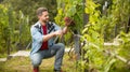 farmer cut grapevine. vinedresser cutting grapes bunch. male vineyard owner. Royalty Free Stock Photo