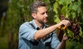 farmer cut grapevine. vinedresser cutting grapes bunch. male vineyard owner. Royalty Free Stock Photo