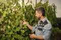 farmer cut grapevine. vinedresser cutting grapes bunch. male vineyard owner. Royalty Free Stock Photo