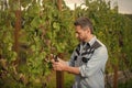 farmer cut grapevine. vinedresser cutting grapes bunch. male vineyard owner. Royalty Free Stock Photo