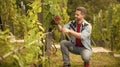 farmer cut grapevine. vinedresser cutting grapes bunch. male vineyard owner. Royalty Free Stock Photo