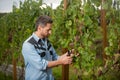 farmer cut grapevine. vinedresser cutting grapes bunch. male vineyard owner. Royalty Free Stock Photo