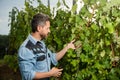 farmer cut grapevine. vinedresser cutting grapes bunch. male vineyard owner. Royalty Free Stock Photo