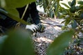 Farmer cutting the avocado stick from the tree Royalty Free Stock Photo