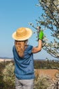 Woman pruning blooming fruit tree in garden Royalty Free Stock Photo