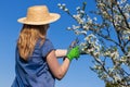 Woman pruning blooming fruit tree in garden Royalty Free Stock Photo