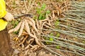 The farmer cutting cassava bulb