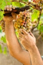 Farmer Cutting Grapes