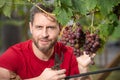 Farmer cutting grapes in the vineyard. Man picking wine grapes on vine in vineyard. Harvest of grapes. Fields vineyards Royalty Free Stock Photo