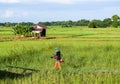 Farmer cutting grass by lawn mower.Man mowing grass by brushcutter Royalty Free Stock Photo