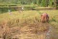 The farmer cutting grass indonesia