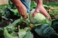 Farmer cutting head of cabbage with a knife. Cabbage harvesting concept. Royalty Free Stock Photo