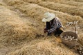 Farmer cutting out soil from straw mushrooms in farm