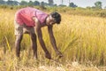 Farmer cutting rice Royalty Free Stock Photo