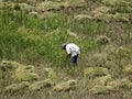 Farmer cutting rice, Sagada, Luzon, Philippines