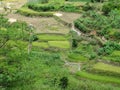 Farmer cutting rice, Sagada, Luzon, Philippines Royalty Free Stock Photo