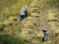 Farmer cutting rice, Sagada, Luzon, Philippines