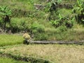 Farmer cutting rice, Sagada, Luzon, Philippines Royalty Free Stock Photo