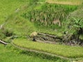 Farmer cutting rice, Sagada, Luzon, Philippines