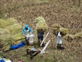 Farmer cutting rice, Sagada, Luzon, Philippines Royalty Free Stock Photo