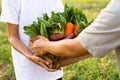 Farmer delivery fresh product of vegetable in wooden basket Royalty Free Stock Photo