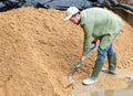 Farmer digging heap of brewer's spent grain