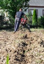 Farmer digging potatoes with a hand tractor