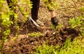 Farmer digging spring farmland soil