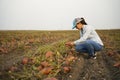 Farmer digging up, harvesting, sweet potatoes in her cultivated field. Agronomist woman examining sweet potatoe plant field. Fresh