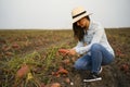 Farmer digging up, harvesting, sweet potatoes in her cultivated field. Agronomist woman examining sweet potatoe plant field. Fresh Royalty Free Stock Photo