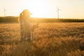 Farmer with digital tablet on the field. Wind turbines on a horizon. Sustainable farming and agriculture digitalization