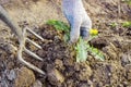 Farmer digs pitchforks malicious weed