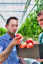 Supervisor checking tomatoes in crate with senior farmer in greenhouse