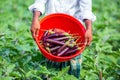 A farmer displays his newly harvested tall purple eggplant vegetables in a red bowl in the garden