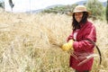 Farmer doing traditional wheat harvest in Greece.